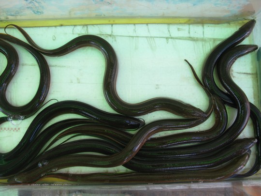 Węże morskie