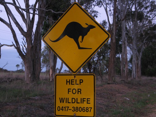 Znaki kangurowe