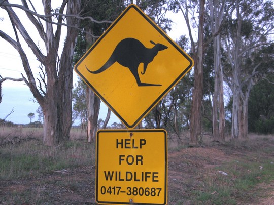 Znak z kangurem