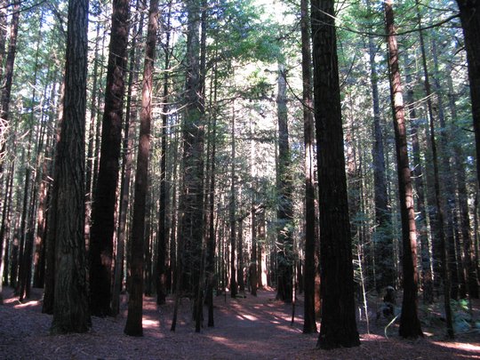 Sekwoje w The Redwoods